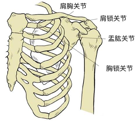 肩膀有毛|肩膀上长毛是什么原因